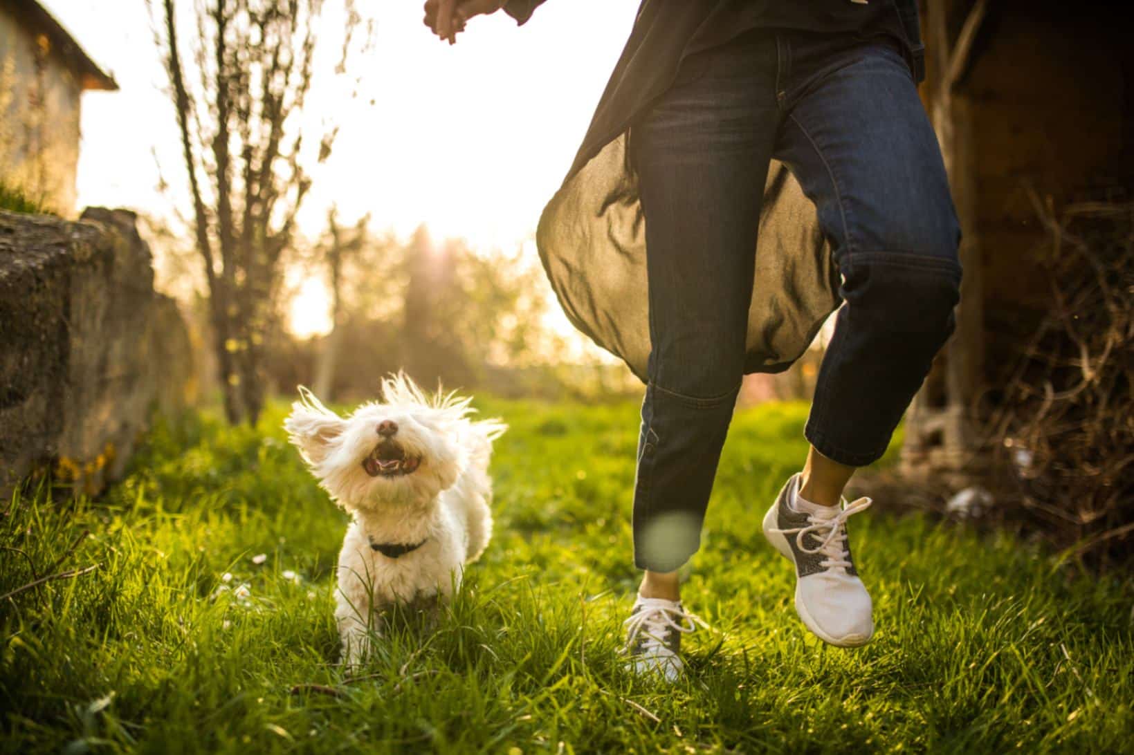 The Emotional Benefits of Having a Pet