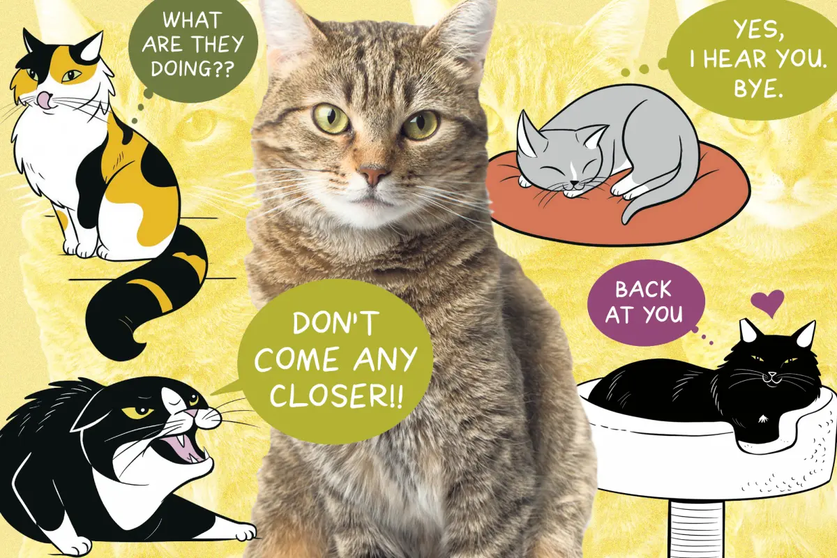How to Decode Your Cat’s Body Language