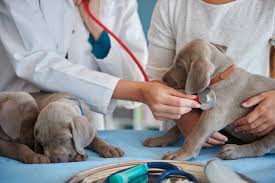 Why Regular Vet Visits Are Essential — Even for Healthy Pets